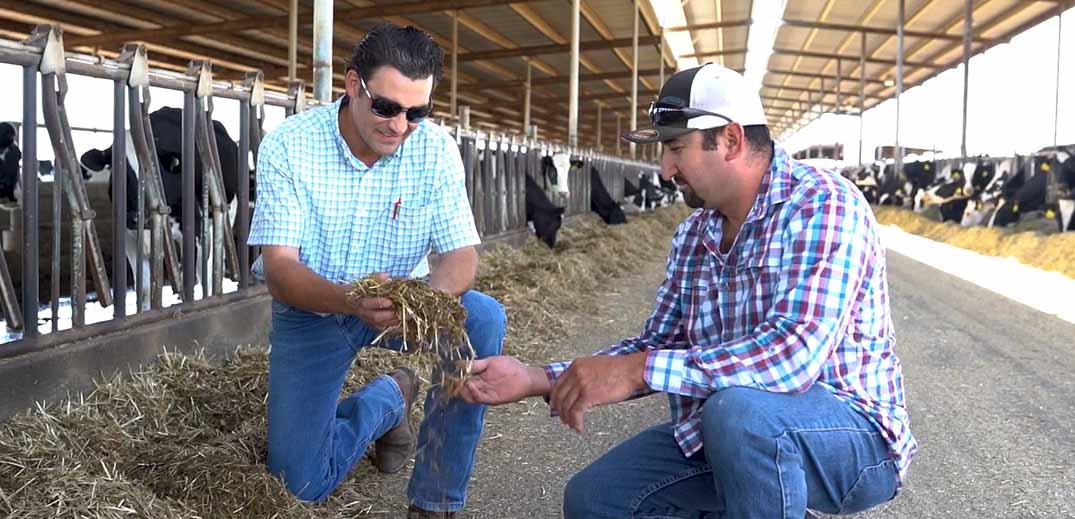 Our Vision A net zero future for dairy farming Nestlé Global