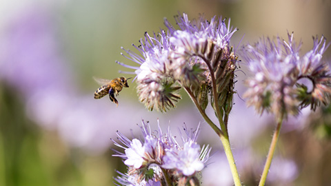 we aim to help protect, renew and restore the planet’s resources