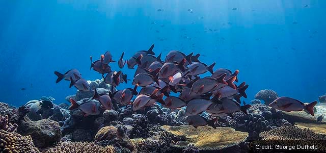 ocean capital fund alert