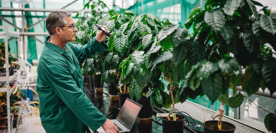 Scientist checking the plants in a greenhouse