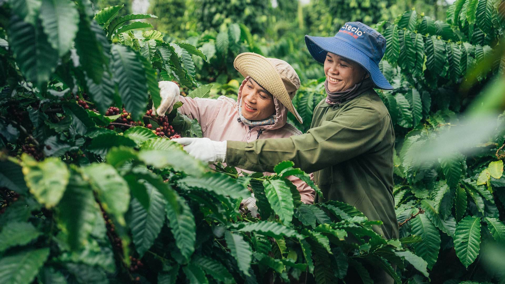Two female coffee farmers working
