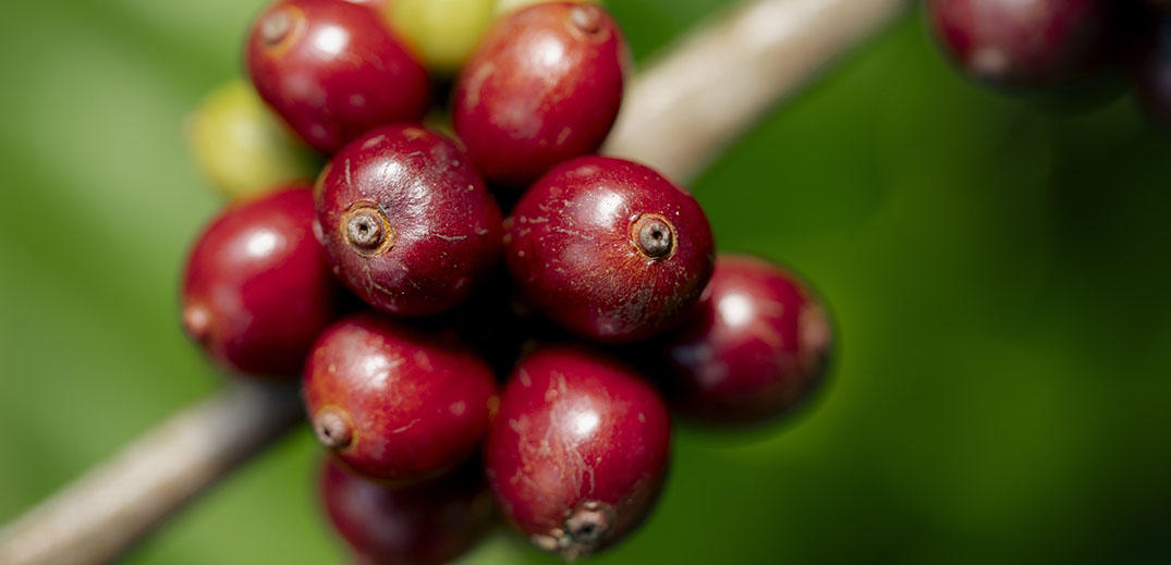 Raw coffee beans on tree