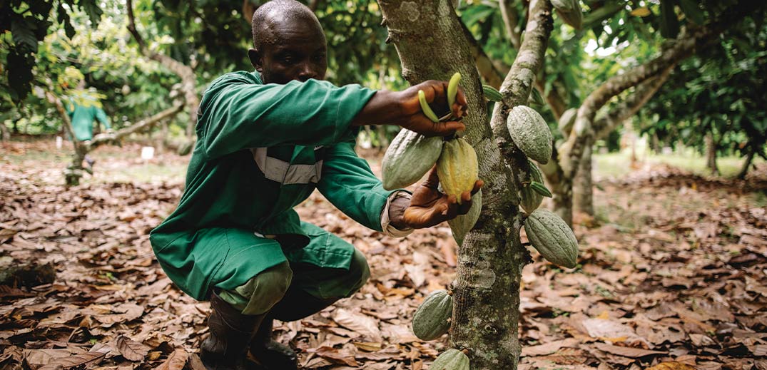 man gathering cocoa fruit harvest from tree