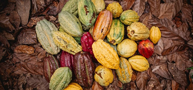 cocoa-plant-science-alert.jpg