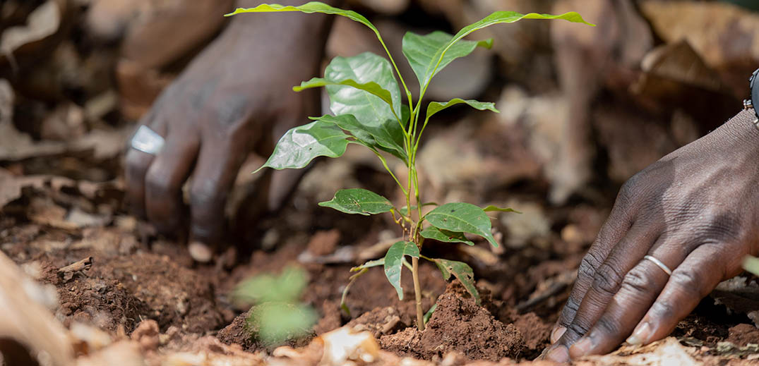 Hands planting a young green seedling in soil as part of regenerative farming practices