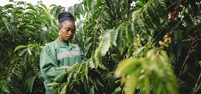 new-coffee-plant-alert.jpg