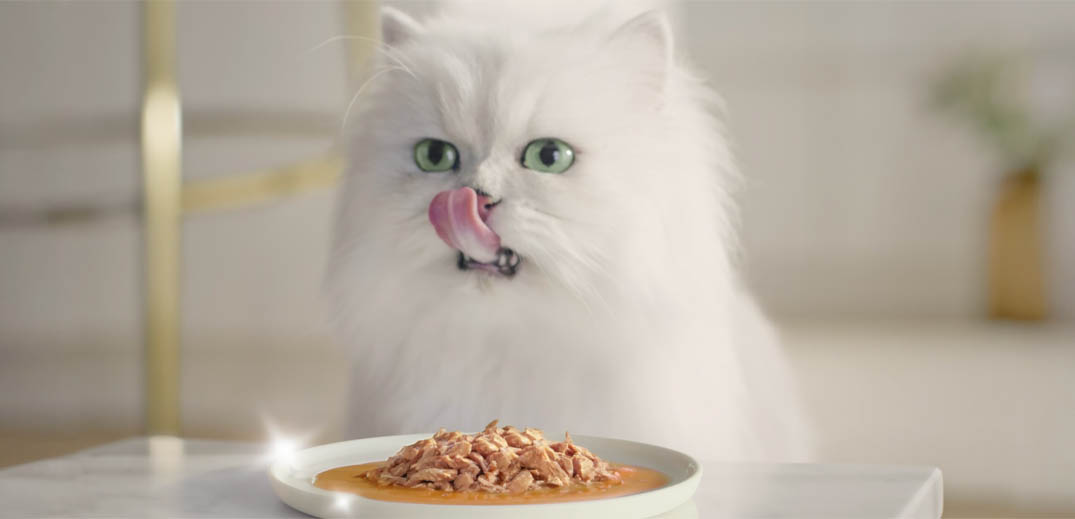Cat eating Purina meal