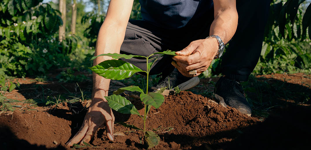 Person planting a young coffee plant in soil on a farm as part of sustainable agriculture