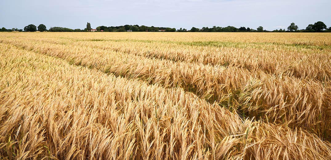 Golden wheat field ready for harvest with rows of crops under an open sky