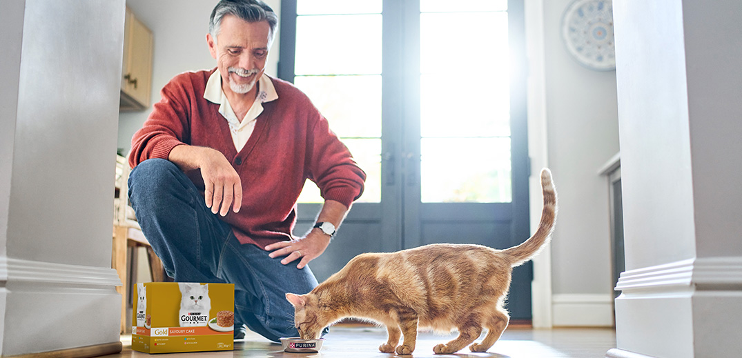 Orange tabby cat eating Gourmet wet cat food beside a pet owner in a bright home