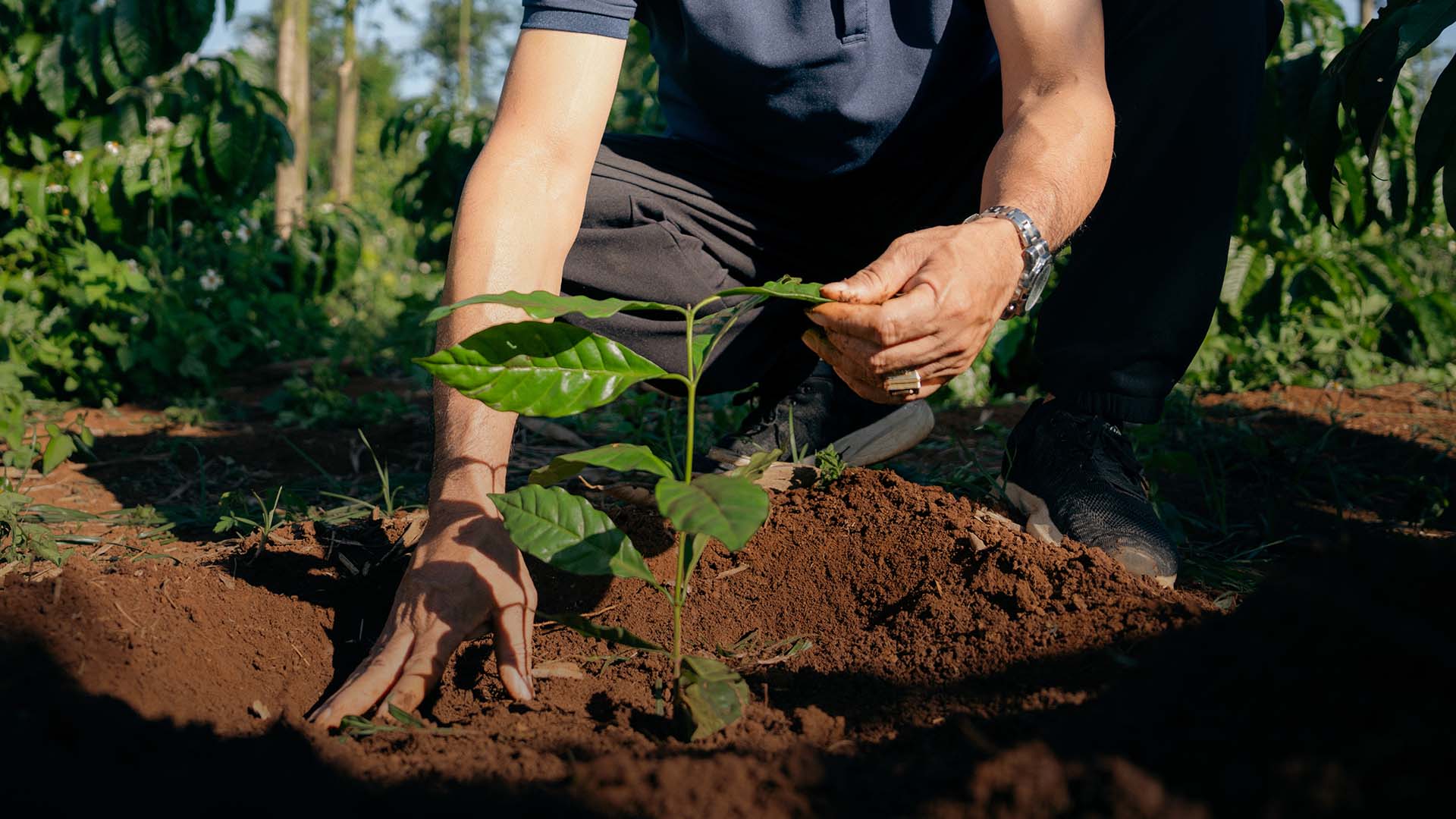 Planting a young coffee tree as part of regenerative agriculture in Vietnam