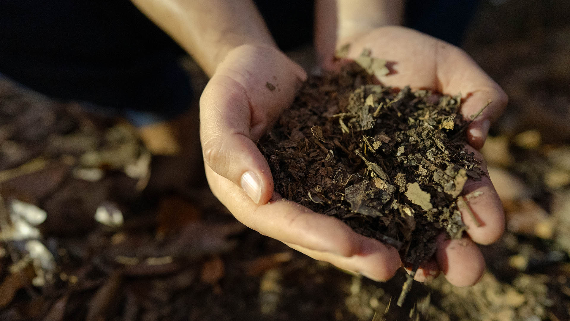 Hands holding nutrient-rich compost and organic matter to support healthy soil and regenerative agriculture