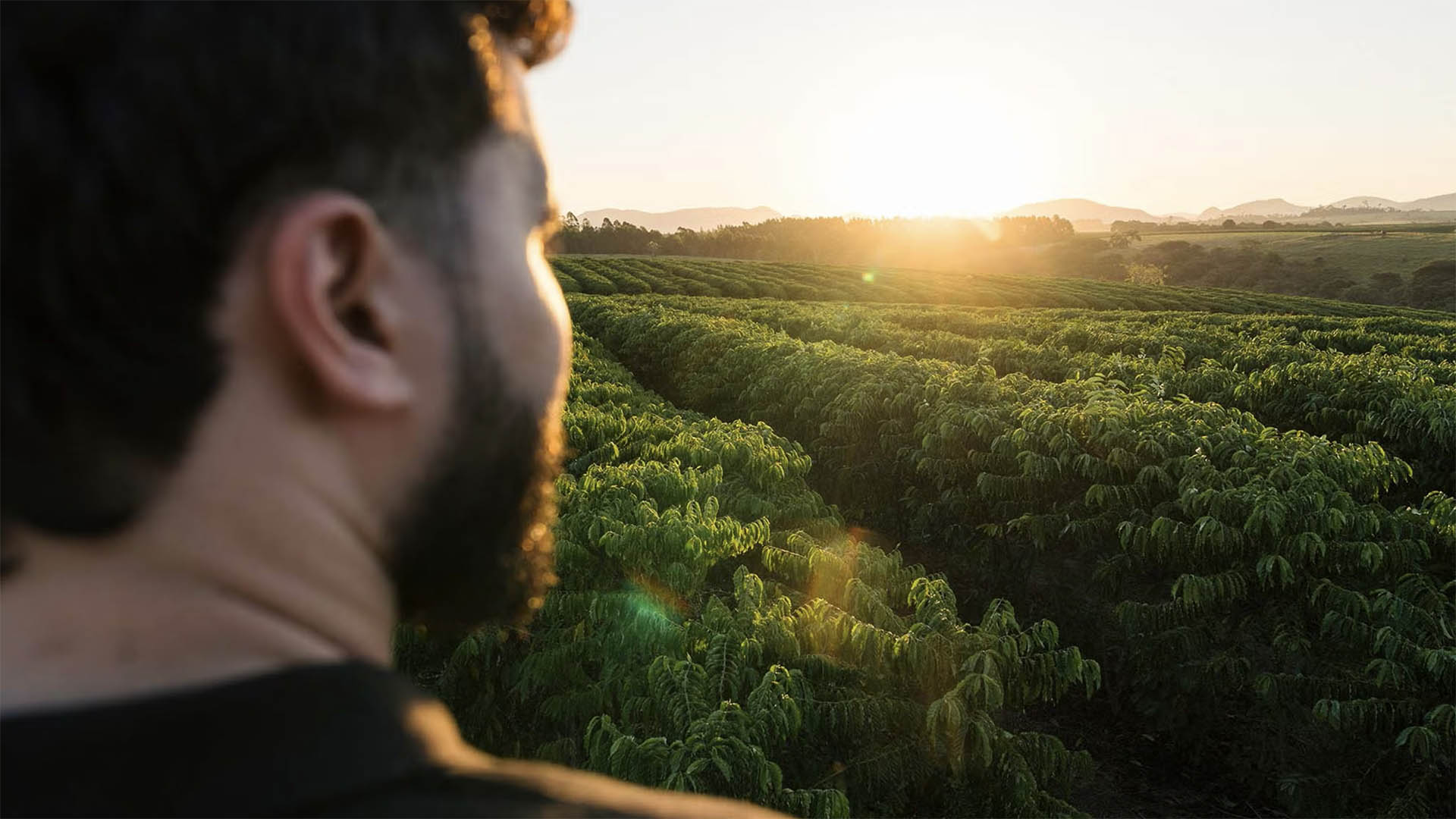 View across a coffee plantation at sunrise highlighting sustainable coffee farming