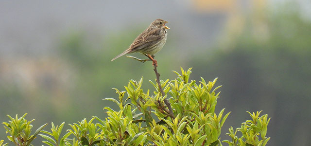 birdlife-europe-partner-alert.jpg
