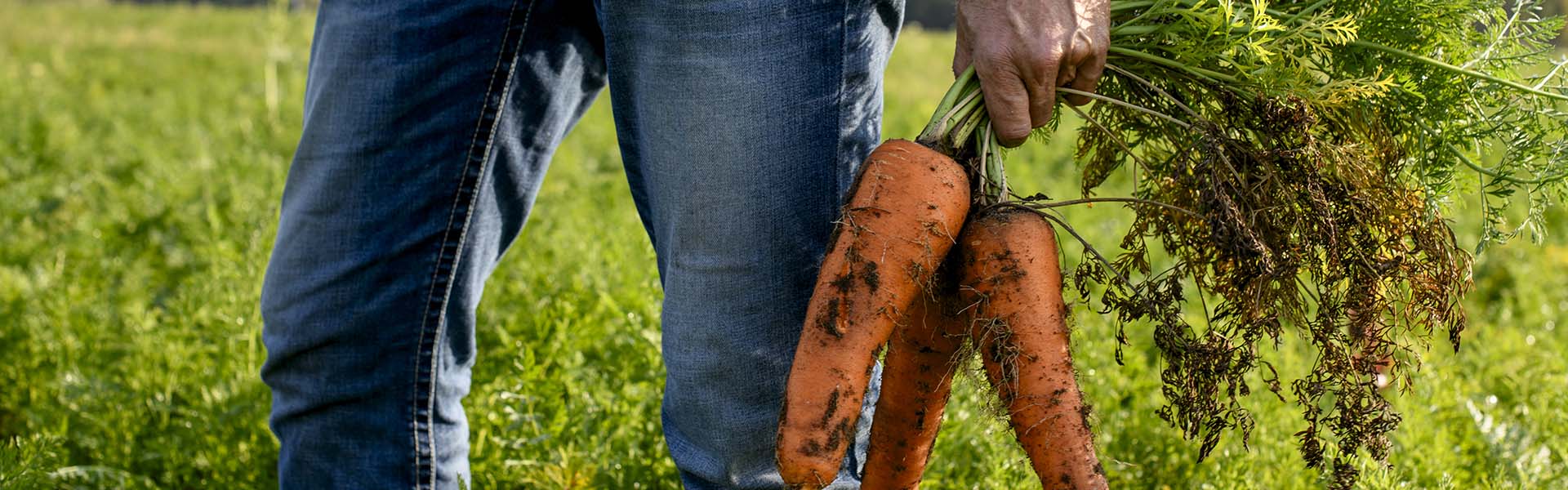 Farmer holding fresh carrots