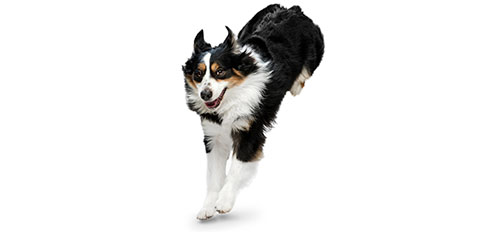 Energetic dog running forward on white background