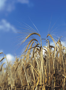 Field of wheat