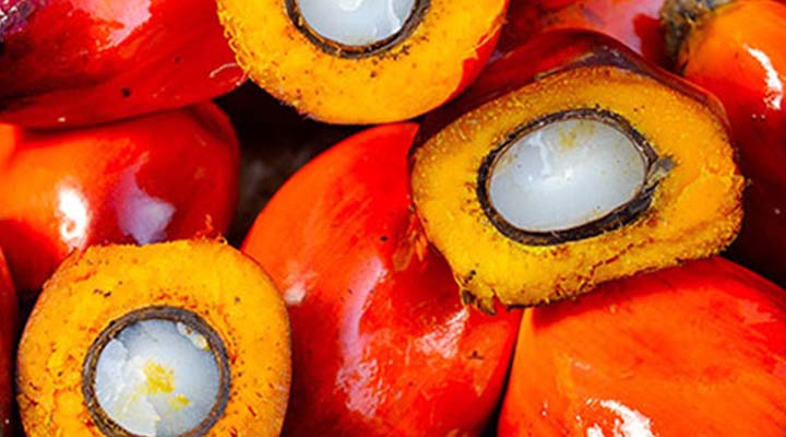 CSV - Linkbox - Palm oil