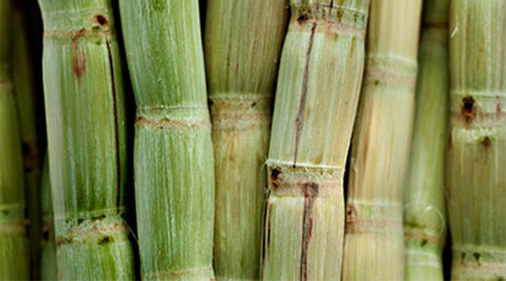 CSV - Linkbox - Sugar