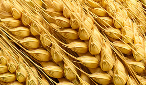 Raw materials - cereals grains Raw materials - cereals grains