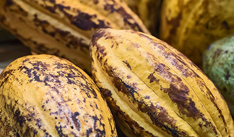 Raw materials - cocoa