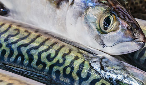 Raw materials - fish seafood