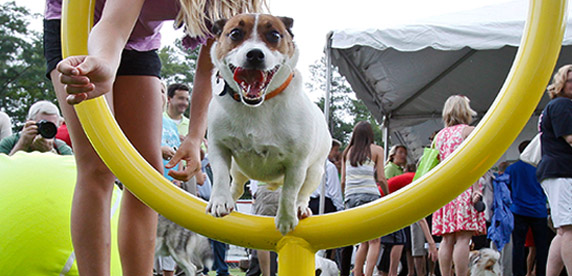 playing dog in Purina Pet Park