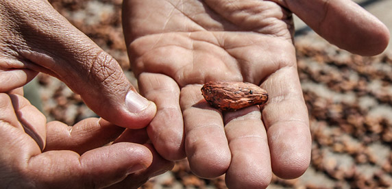 cocoa bean