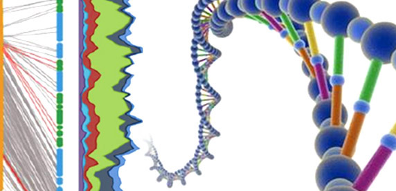 DNA of robusta coffee bean