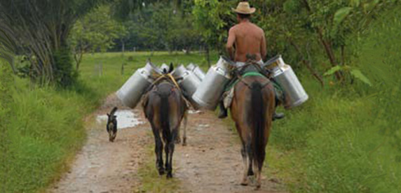 dairy farmer at work