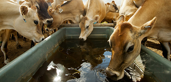 drinking cows