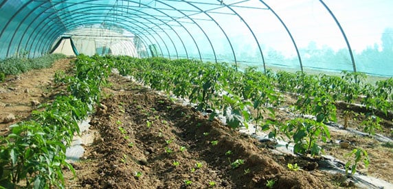 greenhouse project