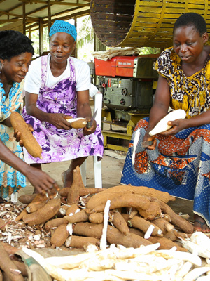 Women peeling cassava Women peeling cassava