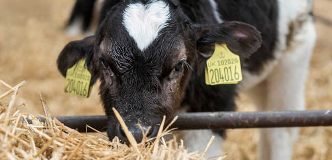 cow cow
