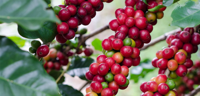 Coffee beans sustainable-coffee-beans.jpg