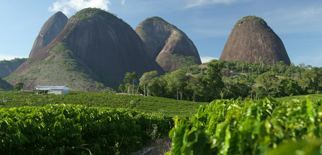Coffee farm in Brazil sustainable-coffee-environment.jpg