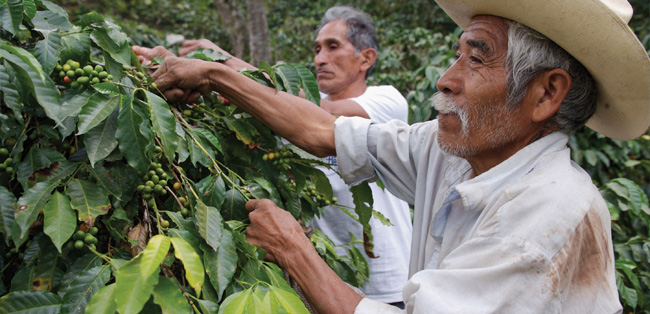 Farmers picking coffee sustainable-coffee-jobs.jpg