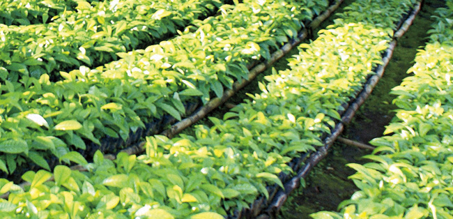High yeild coffee plantlets sustainable-coffee-plantlets.jpg