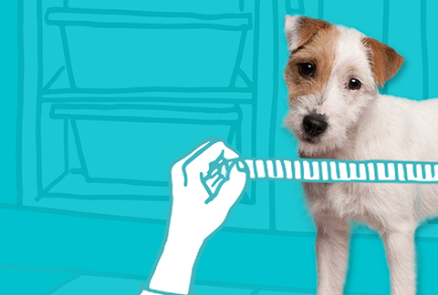 story-teaser-Pooch power!-card-Standard Box Html