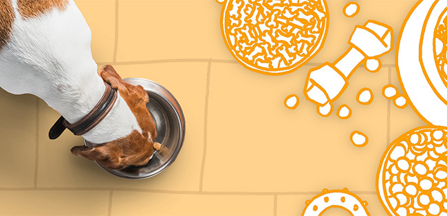 Dog eating personalised-petfood-story.jpg
