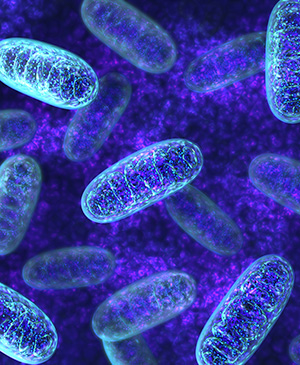 Mitochondria Mitochondria
