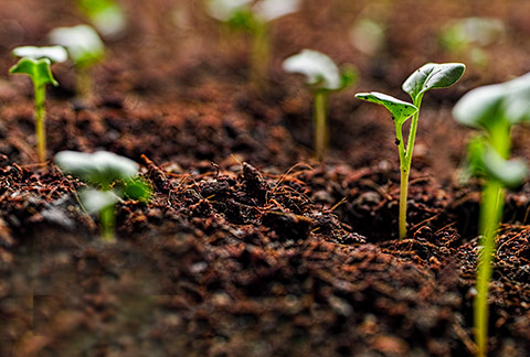 story teaser-Healthy food starts with healthy soil-card-Standard Box Html