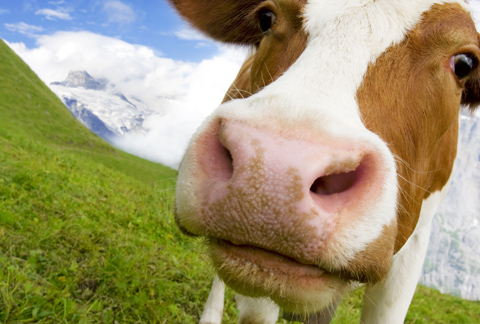 story teaser-Manure coffee grounds energy-card-Standard Box Html