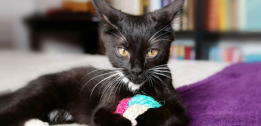 cat playing cat playing