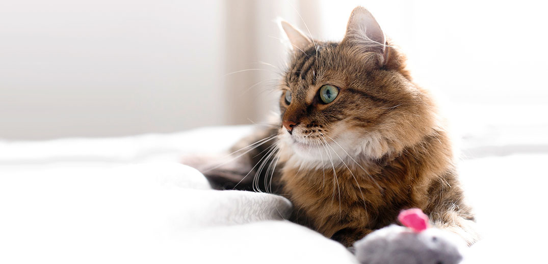 cat playing with toy cat playing with toy