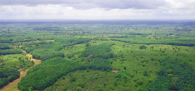 cavally forest 2023 alert