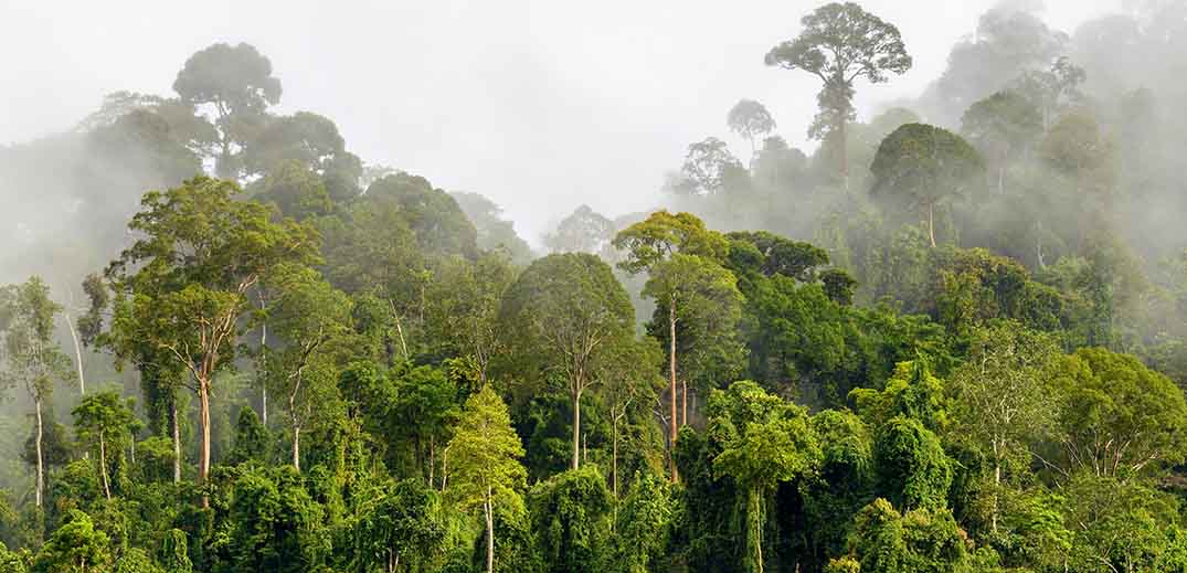 Cavally forest reserve