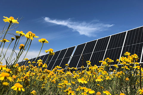 Solar panels on the field with yellow flowers