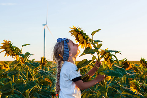 Little girl smelling sunflower in the field