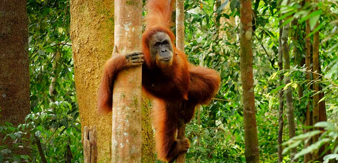 Orangutan on forest tree